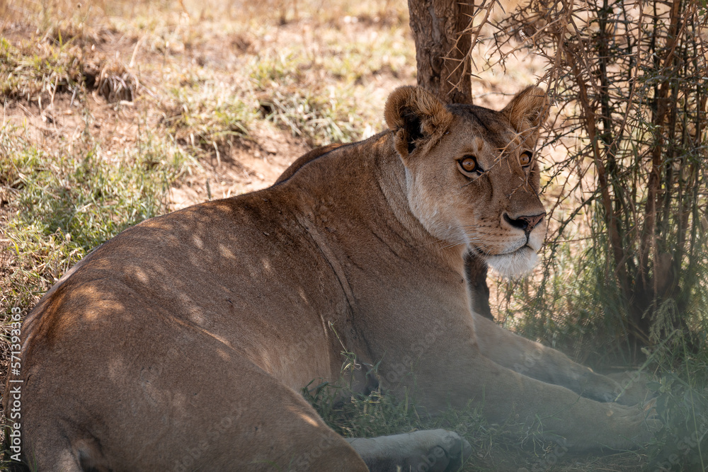 lion in the grass lion in the grass