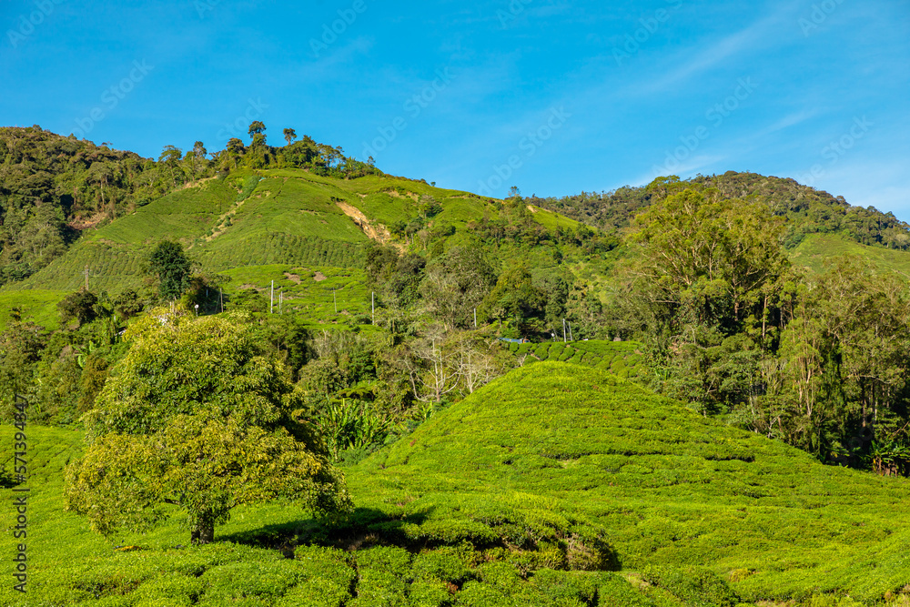 Obraz premium Aerial view of Cameron Highlands of Malaysian plantations. Fields spanning hundreds of acres with green tea bushes, producing some of world highest quality tea leaves. The scenery is breathtaking.
