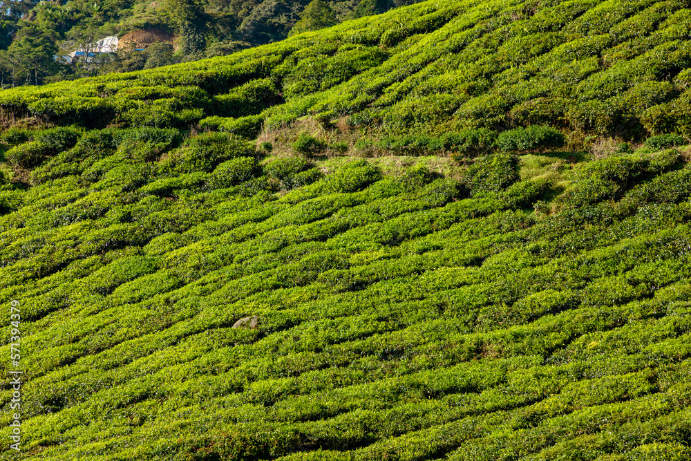 Cameron Highlands of Malaysia is home to countless acres of sprawling tea plantations. Producing some of world finest tea leaves. Aerial vistas of stunning natural hills and vibrant green tea fields.