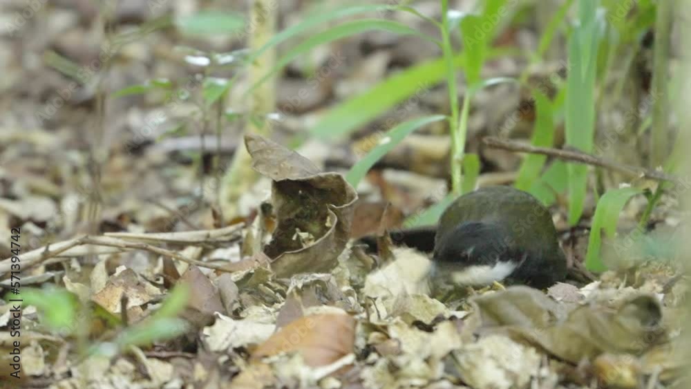 a front view of an eastern whipbird foraging in leaf litter at crater lakes national park in nth qld, australia a front view of an eastern whipbird foraging in leaf litter at crater lakes national park in nth qld, australia