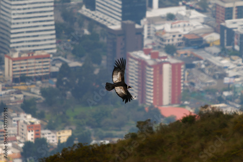 Andean Condor - Vultur gryphus South American bird of prey family Cathartidae flying above Quito in Ecuador, found in the Andes mountains and adjacent Pacific coasts, the largest flying bird photo