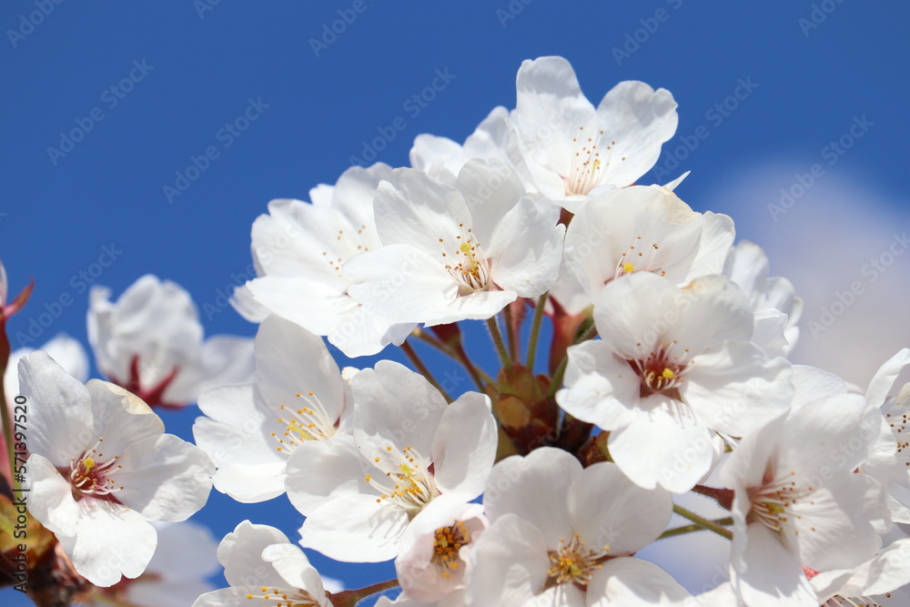 青空の下の桜 青空の下の桜