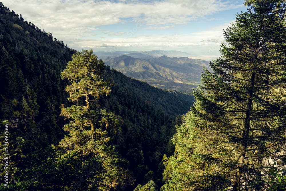 Fototapeta premium Bosque del Nevado de Colima