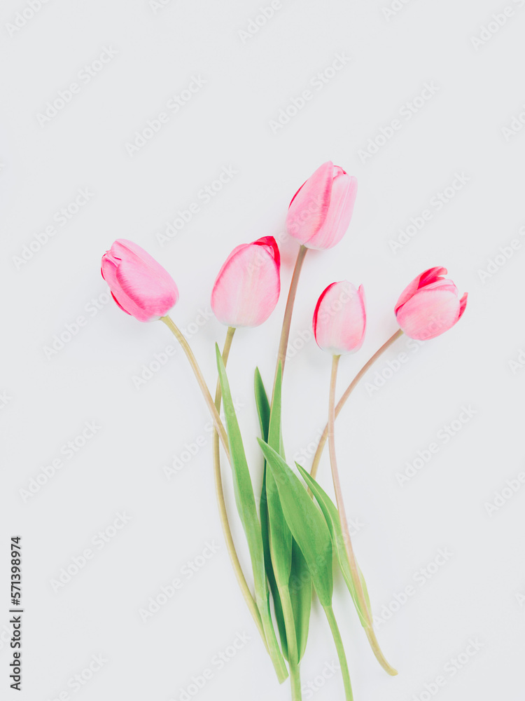白背景にピンクのチューリップの切り花、室内の赤いチューリップ