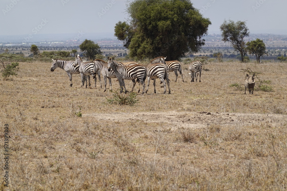 Kenya - Nairobi - Swara Plains Conservancy - Zebra Kenya - Nairobi - Swara Plains Conservancy - Zebra