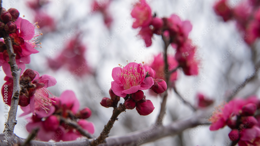 日本で咲く梅の花 日本で咲く梅の花