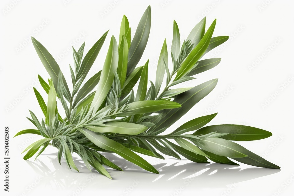 With a clipping path, tarragon leaves are isolated on a white background. Generative AI