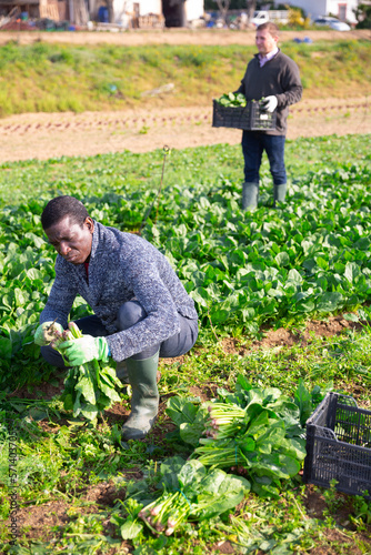 Men gardeners during harvestung of fresh spinach, working in garden outdoor