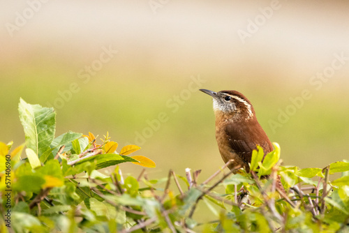 A carolina wren (Thryothorus ludovicianus), a small bird with a loud song, perches on top of a hedge in Sarasota, Florida. photo