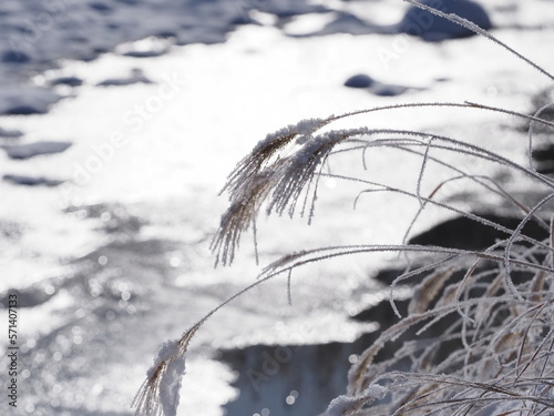 積雪によって傾いた草
