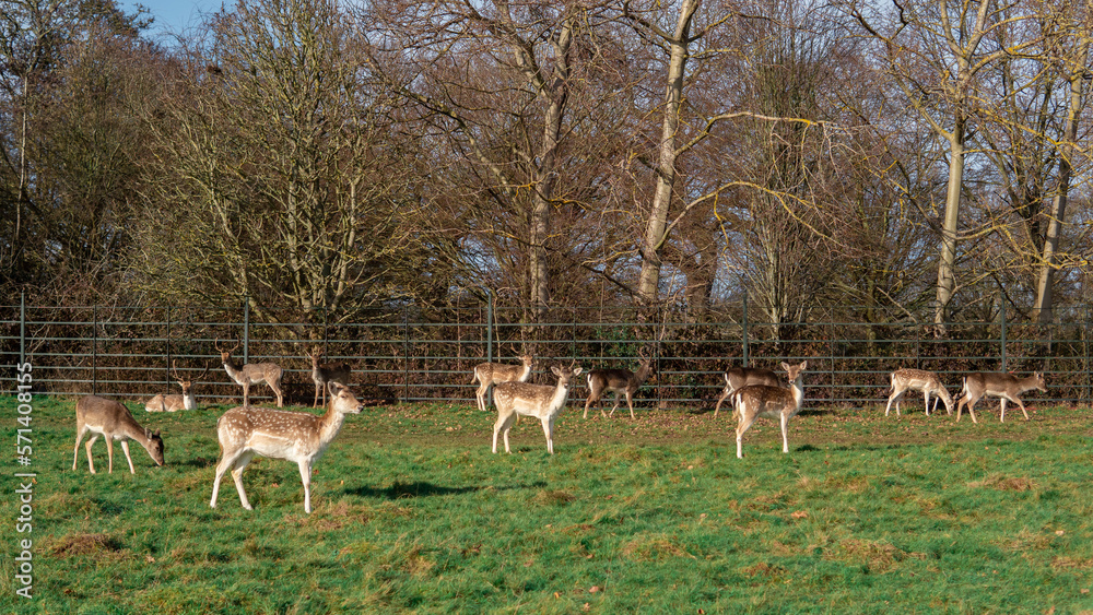 red deer grazing on the meadow in green park. red deer grazing on the meadow in green park.
