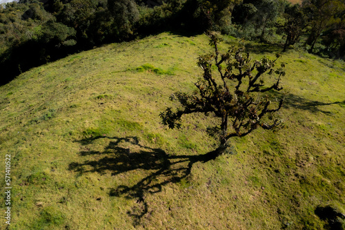 Turning around a lone tree in the middle of a meadow casting his shadow on the grass below