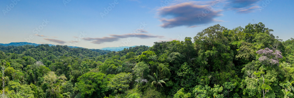 Stunning aerial panorama of a diverse tropical forest: nature ...