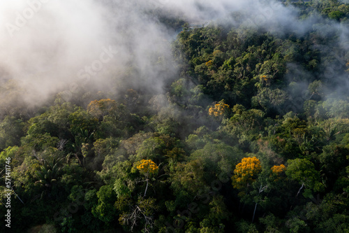 Aerial top down view of a stunning tropical forest canopy while fog is covering the green trees and yellow flowers of a blooming Tamburu or Vochysia bracelineae: a nature background © pangamedia
