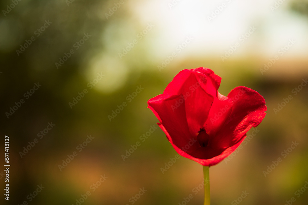 tulip tulip