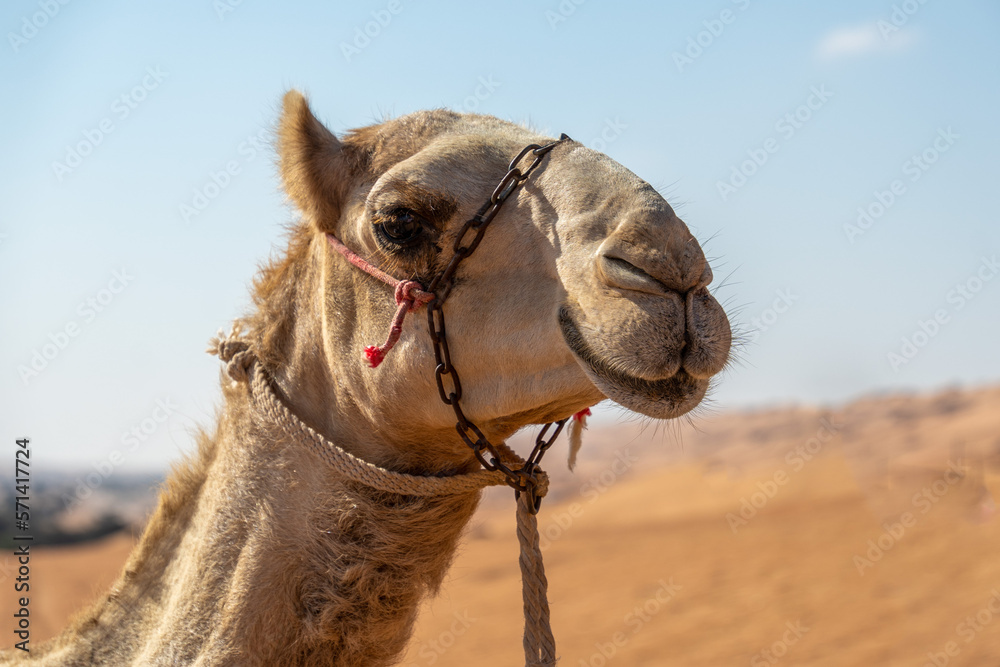 Obraz premium Camels in Oman
