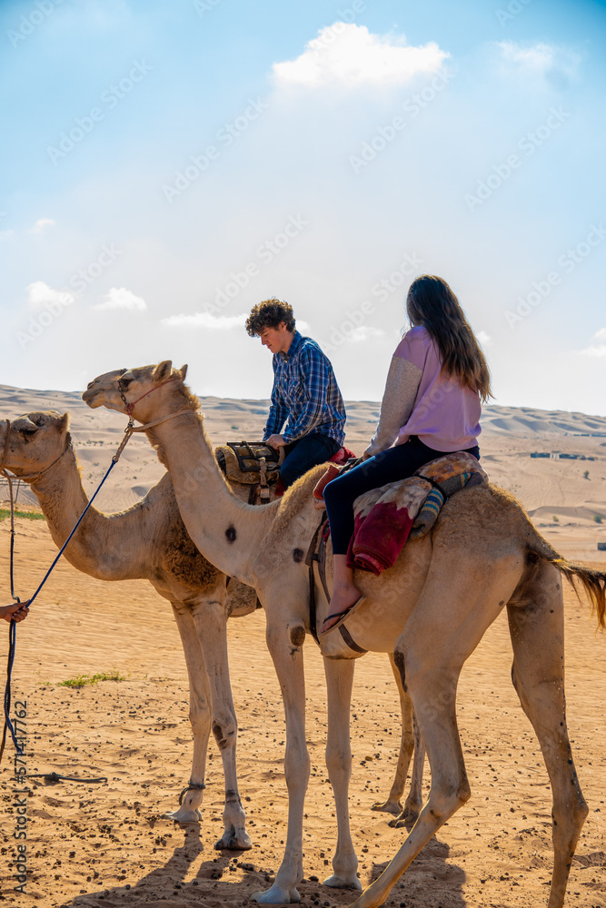 Fototapeta premium Camels in Oman 