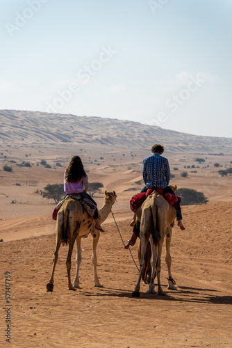 Camels in Oman  © Allison
