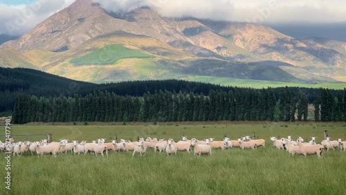 Wallpaper Mural Sheep flocking together in lush pasture; beautiful New Zealand farm landscape Torontodigital.ca