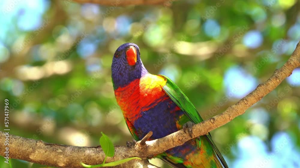 Close up shot of rainbow lorikeet, trichoglossus moluccanus perching on tree, tongue clicking, beak grinding against the branch and wondering around its surrounding environment, Queensland, Australia. Close up shot of rainbow lorikeet, trichoglossus moluccanus perching on tree, tongue clicking, beak grinding against the branch and wondering around its surrounding environment, Queensland, Australia.