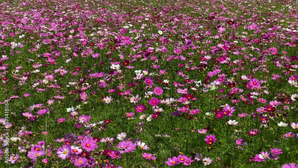 A beautiful field of garden cosmos vibrantly blooming in the afternoon sunshine. A beautiful field of garden cosmos vibrantly blooming in the afternoon sunshine.