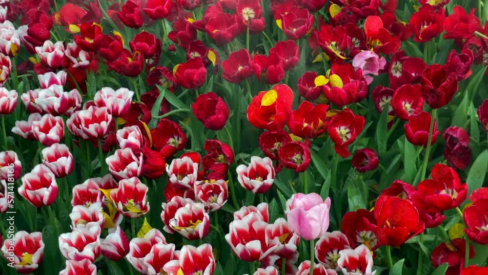 A beautiful bed of tulips blooming vibrantly with water misters keeping the flowers fresh. A beautiful bed of tulips blooming vibrantly with water misters keeping the flowers fresh.