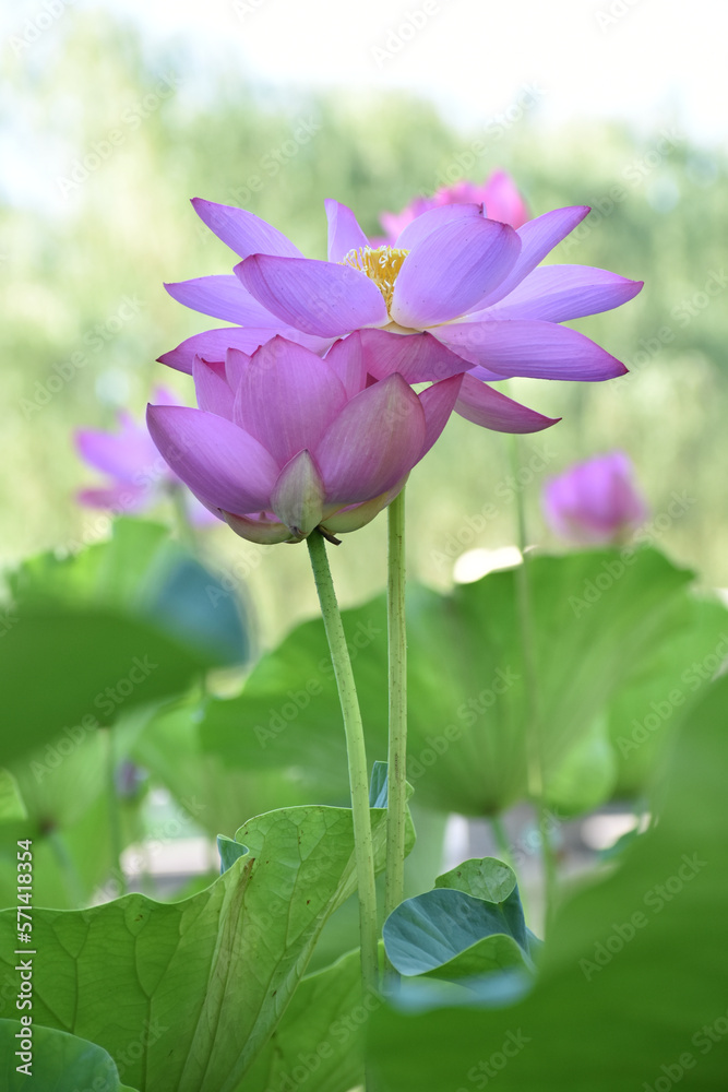 Beautiful Lotus in water in Beijing 