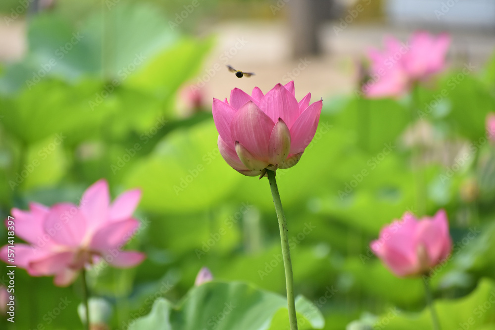 Beautiful Lotus in water in Beijing 