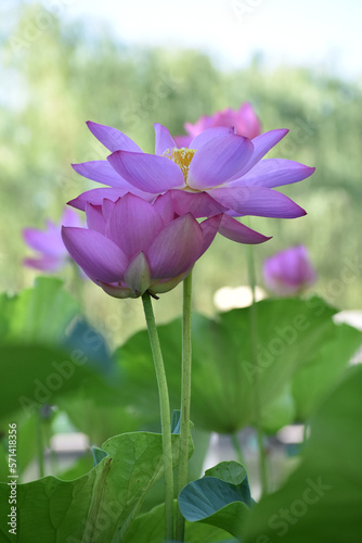 Beautiful Lotus in water in Beijing 