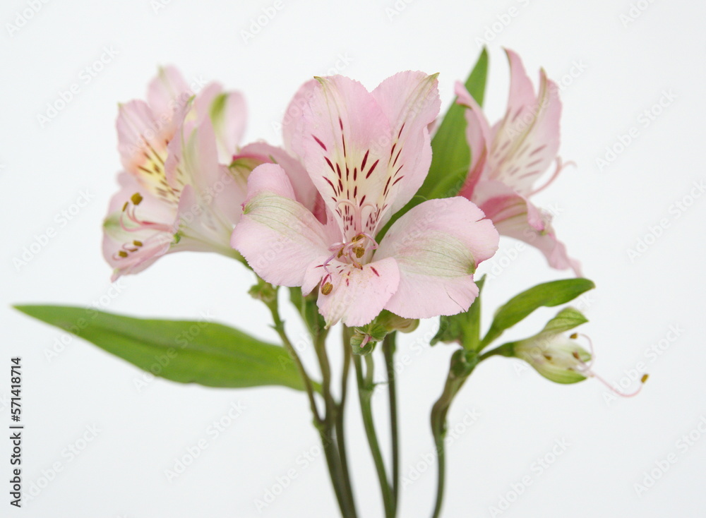 Liight Pink Alstroemeria, commonly called the Peruvian lily or lily of the Incas, genus of flowering plants in the family Alstroemeriaceae Liight Pink Alstroemeria, commonly called the Peruvian lily or lily of the Incas, genus of flowering plants in the family Alstroemeriaceae