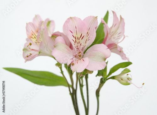 Liight Pink  Alstroemeria, commonly called the Peruvian lily or lily of the Incas, genus of flowering plants in the family Alstroemeriaceae © Dana