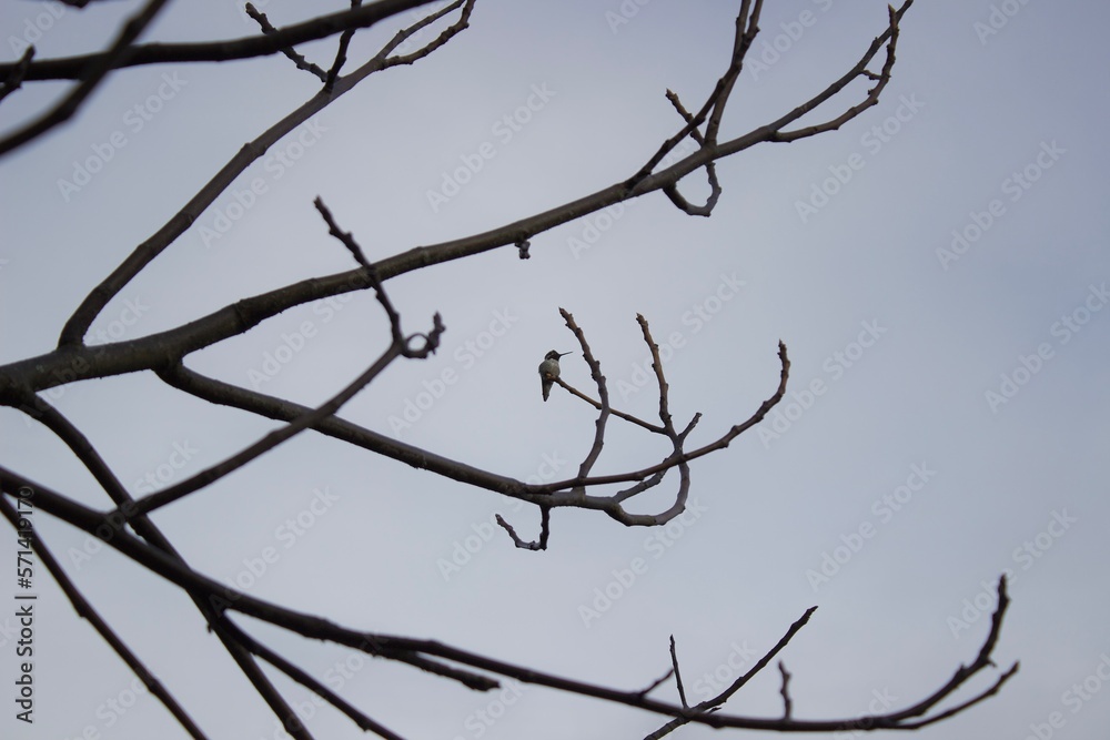 Humming bird on branch Humming bird on branch