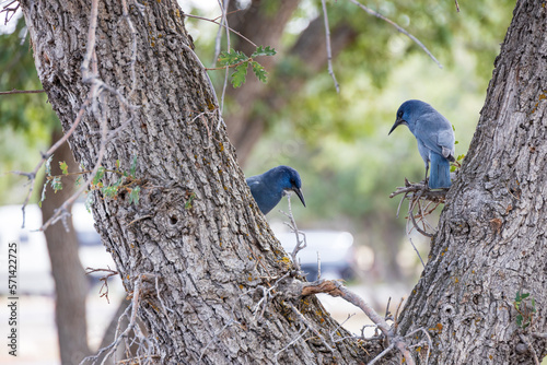 Pinyon Jays sitting in a tree photo