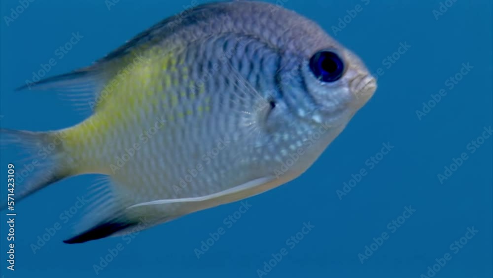 Close up Chromis fish in underwater Red Sea. Chromis fish damselfish ...
