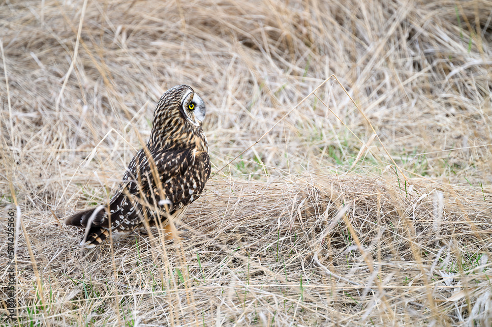 Short-eared owl sitting on the ground is a winter field of dried grasses
Short-eared owl sitting on the ground is a winter field of dried grasses