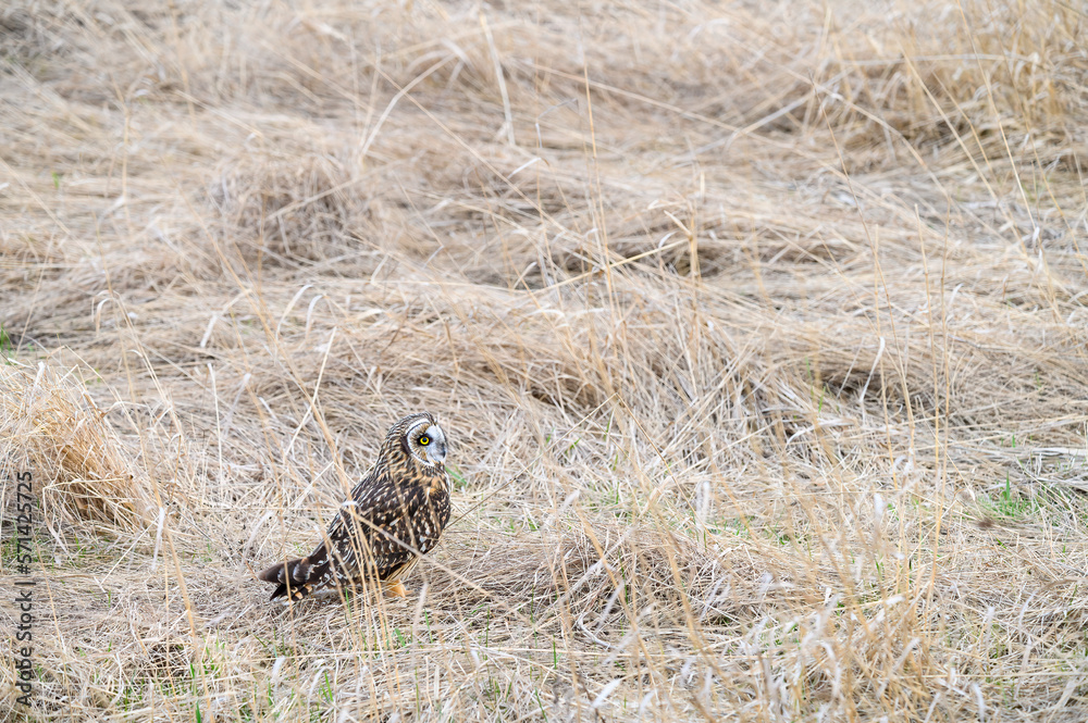 Short-eared owl sitting on the ground is a winter field of dried grasses
Short-eared owl sitting on the ground is a winter field of dried grasses