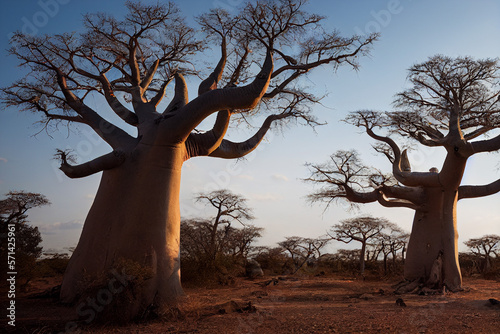 African baobabs in the savannah at sunny day, generative AI