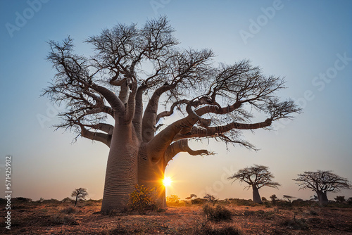 African baobab in the savannah at sunrise, generative AI photo