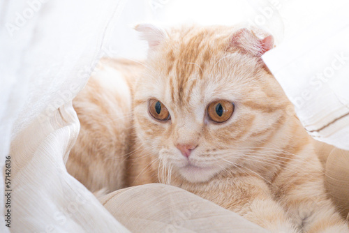 Cute ginger Scottish fold cat is sitting at home on blur light background. Fluffy pet is gazing curiously. Cozy home background with funny kitten. Cats rest after eating