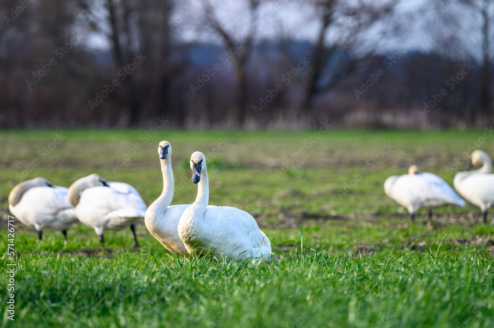 Obraz premium Large white trumpeter swans resting and feeding in a green winter field 