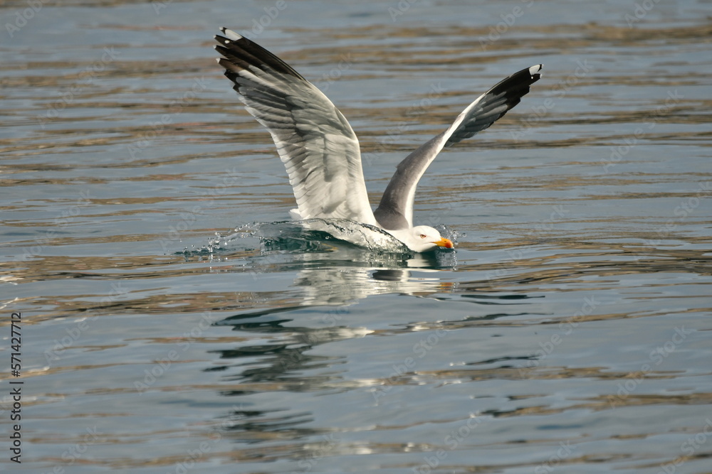 Fototapeta premium GAVIOTA PATIAMARILLA