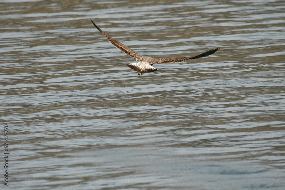 Obraz premium GAVIOTA PATIAMARILLA