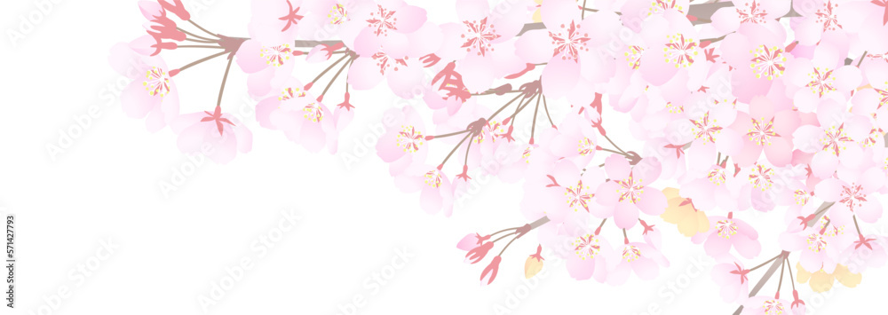 白い背景に桜の枝の横長イラスト