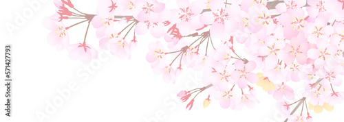 白い背景に桜の枝の横長イラスト