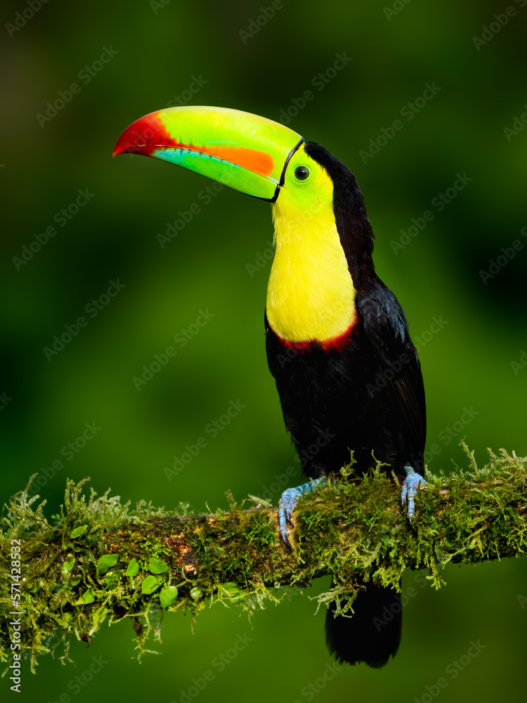 Fototapeta premium Keel-billed Toucan portrait on mossy stick against dark green background