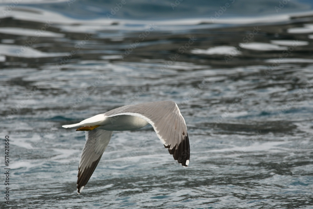 Fototapeta premium GAVIOTA PATIAMARILLA
