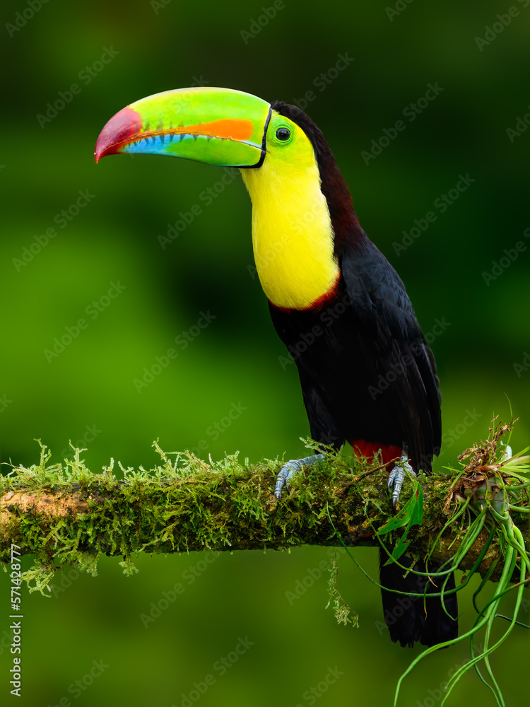 Keel-billed Toucan portrait on mossy stick against dark green background