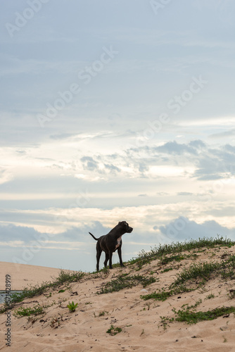 dog on the beach © Fernando