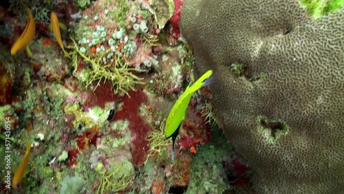 Yellow tweezer butterfly Forcipiger flavissimus on underwater coral close-up. Body of tweezer butterfly Forcipiger flavissimus is bright yellow; head is dark. photo