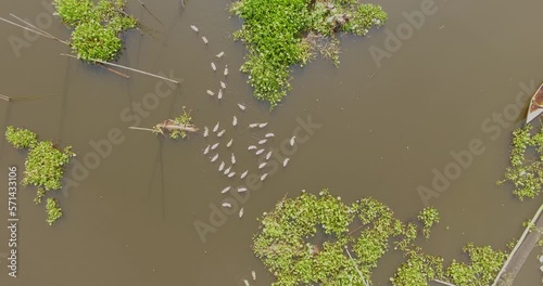 Aerial Eceng Gondok in Rawa Pening Ambarawa lake Central Java Indonesia photo
